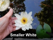 Smaller white water for sale  Saint Paul