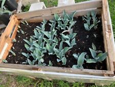 American blue agave for sale  Sarasota