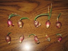 Walking onions 10 for sale  Provo