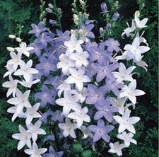 Campanula pyramidalis mixed for sale  BELLSHILL