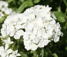 Dianthus barbatus albus for sale  AYLESBURY