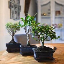 Bonsai plant mix for sale  UK