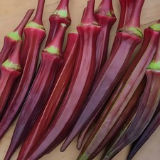 Heirloom red burgundy for sale  Spring Branch