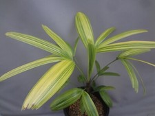 Rhapis excelsa kinpou for sale  USA