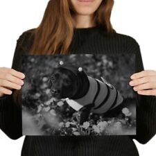 Bumble bee staffy for sale  SELBY