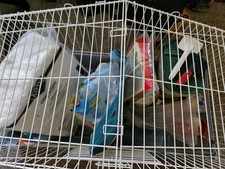 Guinea pig cage for sale  Dover