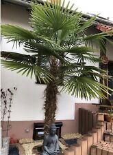 Palme winterhart chinesische gebraucht kaufen  Wörth am Rhein