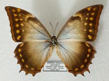 Morpho theseus ssp. d'occasion  Paris XI