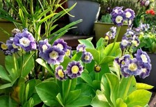 Primula auricula collection for sale  DUNS