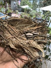 Bird nest natural for sale  Bainbridge