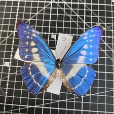 Morpho butterfly cypris for sale  BARRY