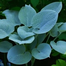 Hosta fragrant blue for sale  GLASGOW