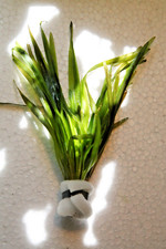Vallisneria spiralis rouge d'occasion  Expédié en France