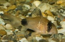 Panda corydoras peaceful d'occasion  Expédié en Belgium