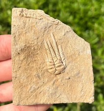Nice cymbiocrinus crinoid for sale  Coppell