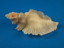 Murex pellucides excellent for sale  Shipping to Ireland