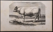 1860 taureau race d'occasion  France
