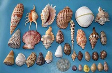 Coquillages collection coquill d'occasion  Agde
