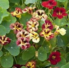 Pick mix premium for sale  LONDON