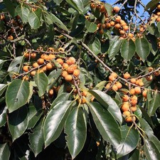 Diospyros lotus plaqueminier d'occasion Diospyros lotus plaqueminier d'occasion  Pouzauges