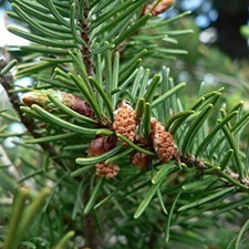 Pseudotsuga menziesii lincoln for sale  Oakland Gardens
