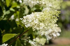 Hydrangea paniculata bombshell gebraucht kaufen  Westerstede