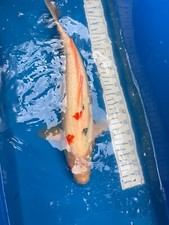Live koi fish for sale  Salt Lake City