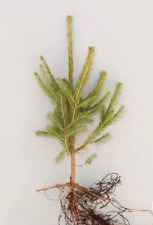 Norway spruce bare for sale  BOURNEMOUTH