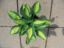 Hosta funkie gypsy gebraucht kaufen  Eberhardzell