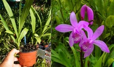 Bletilla striata orchidée usato  Spedire a Italy