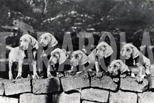 weimaraner cuccioli usato weimaraner cuccioli usato Roma