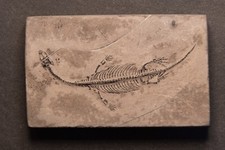 Keichosaurus fossil saurier gebraucht kaufen  Stuttgart
