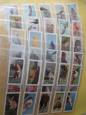 Hornimans tea pets for sale  SLOUGH