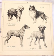 Original vintage dog for sale  NEWTON ABBOT