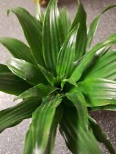 Baby dracaena compacta for sale  CHATHAM