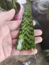 Snake plant cuttings for sale  Rockport