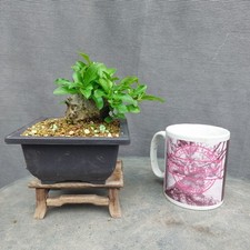 Mini pyracantha firethorn for sale  BANGOR