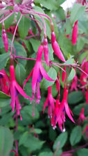 Fuchsia magellanica riccartoni d'occasion  Mont-près-Chambord