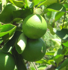 Persian lime tree for sale  Fleming Island