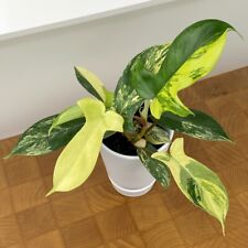 Seeds philodendron florida for sale  Grandview