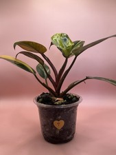 Philodendron rare red for sale  South Whitley