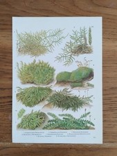 Moss plants green for sale  BIRKENHEAD