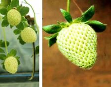 Gelbe erdbeeren blühpflanze gebraucht kaufen  Kaiserslautern