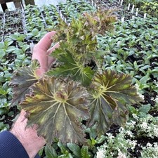 Usado, BEGONIA ‘HOCKING TUTU TERROR’ comprar usado  Enviando para Brazil