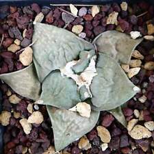 Ariocarpus retusus frumudosu usato  Napoli
