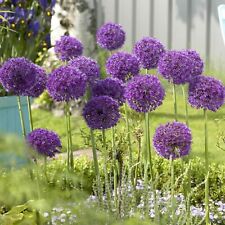 100 purple ball for sale  LEICESTER