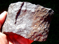 Sigillaria fossil pennsylvania for sale  Birmingham