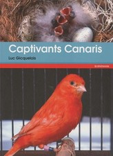 Captivants canaris canaris d'occasion  Corbeil-Essonnes