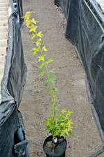 Acer palmatum bihou for sale  Newport