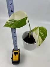 Rooted variegated monstera for sale  Houston